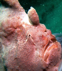 Coral Garden, talikud Island, Davao City by Bernard Maglana 